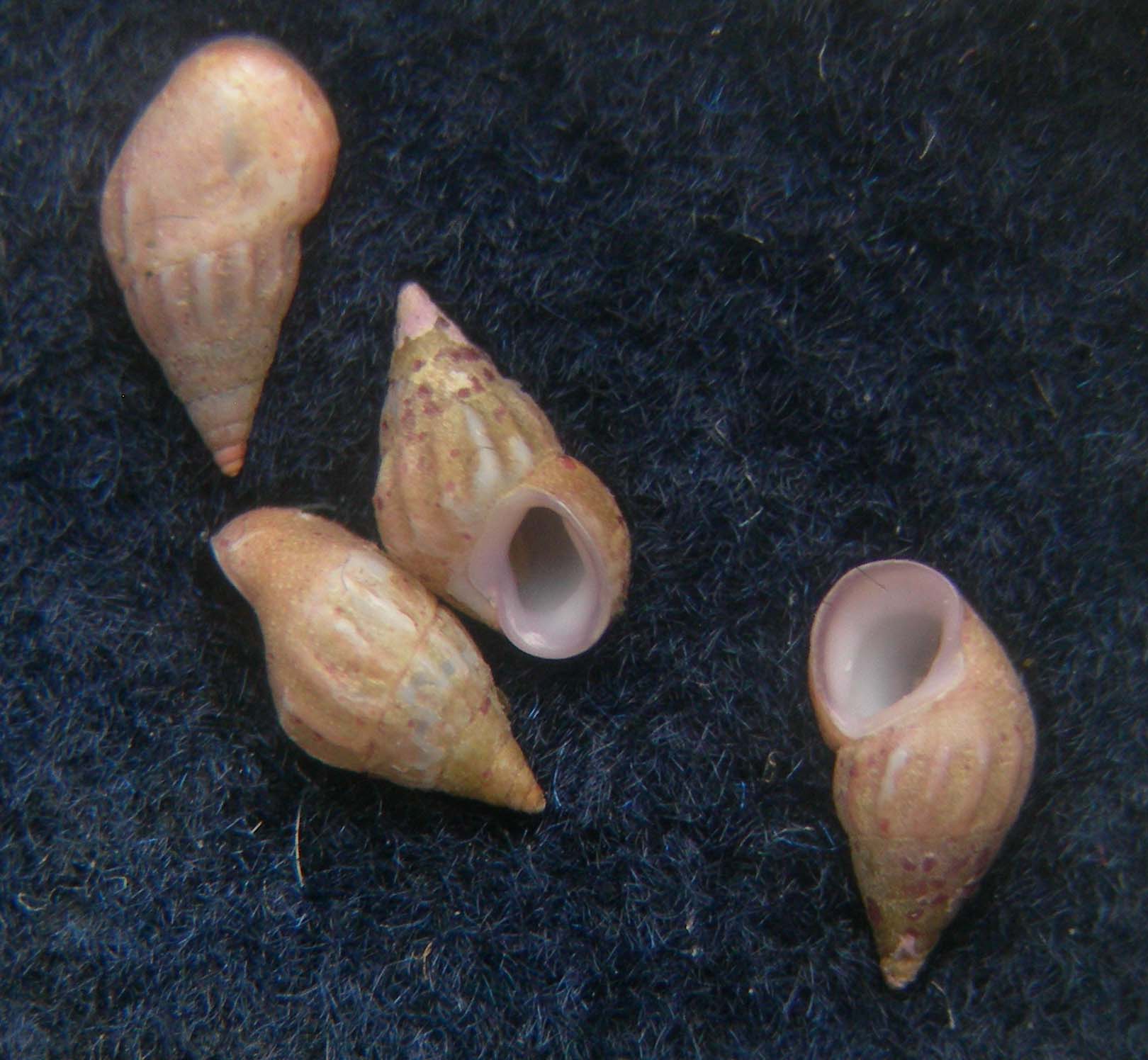 rissoa lilacina